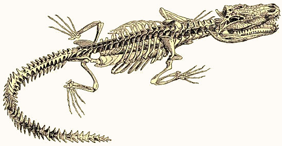 Squelette de Crocodile.