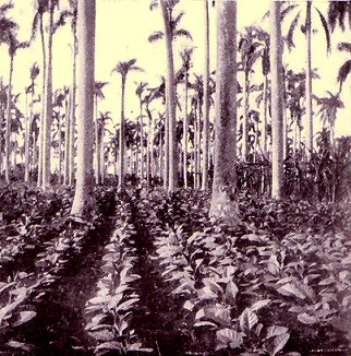 Plantation de tabac.