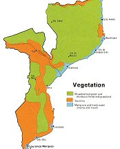 Végétation du Mozambique.