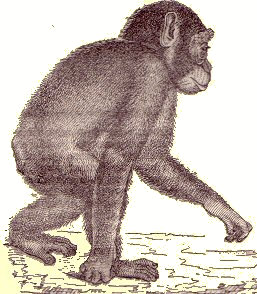 Chimpanzé jeune