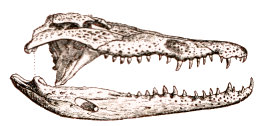 crâne d'alligator