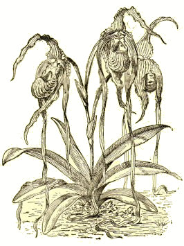 Cypripedium caudatum