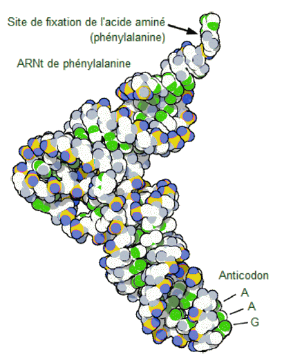Molécule d'ARN de transfert.