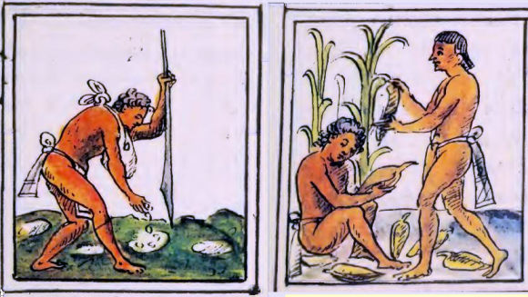 Agriculture aztèque.