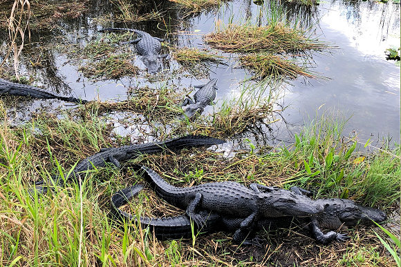 Groupe d'Alligators, dans les Everglades (Floride).