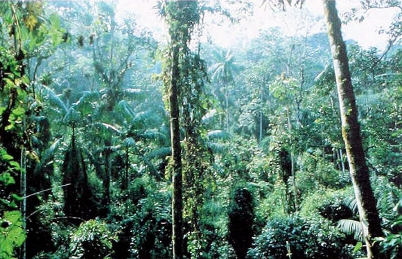 Foret tropicale (Amazonie).