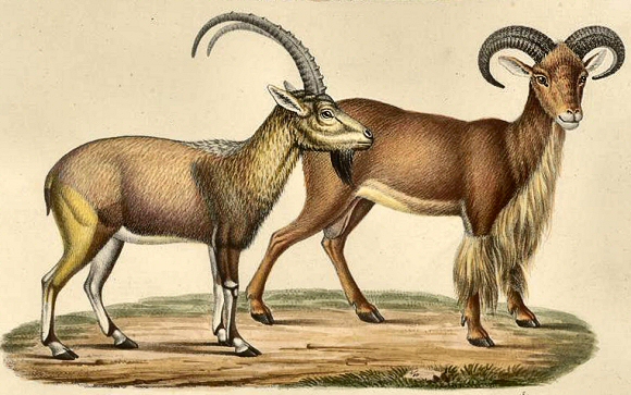 Bouc sauvage de haute-Egypte et Aoudad (Mouflon  manchettes).