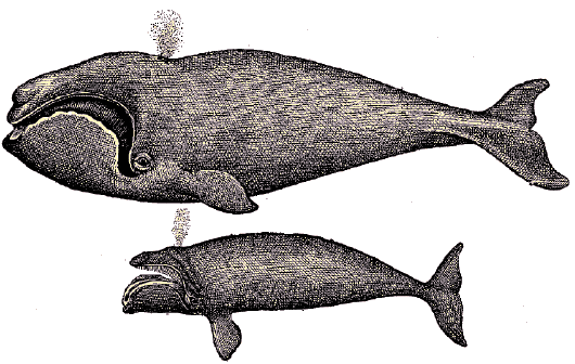 Baleines des Basques.