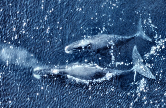 Baleines boréales.