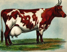 Vache de race Ayrshire.