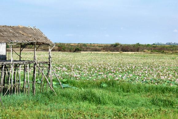 Cambodge : un champ de lotus.