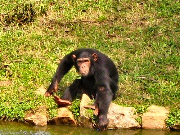 Chimpanzé.