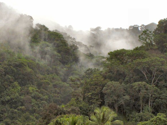 Costa Rica: une forêt tropicale.