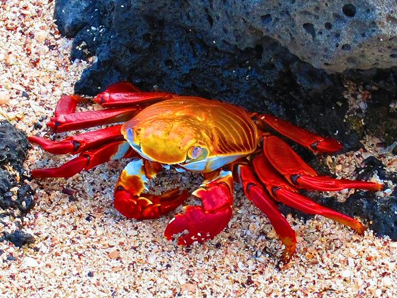 Crabe Grapsus (Sally Pied-Léger).