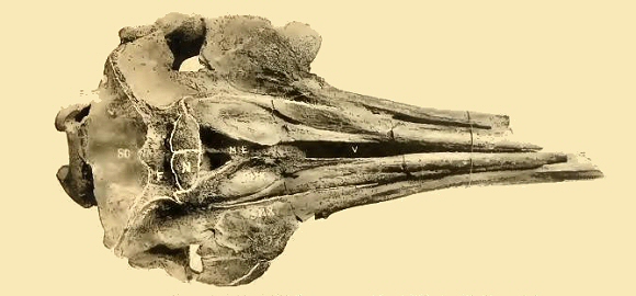 Crne de Dauphin fossile.
