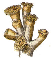 Corail : Dendrophyllia.