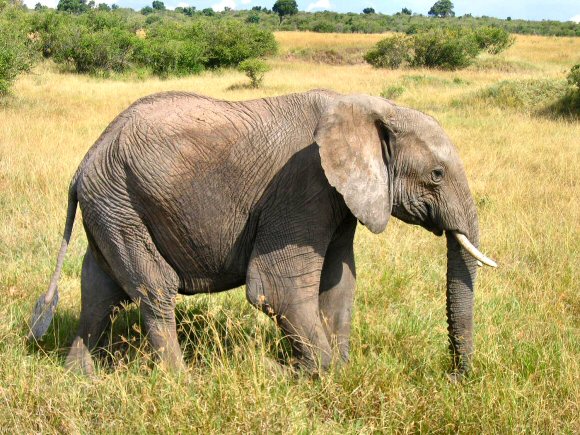 Photo d'éléphant d'Afrique.
