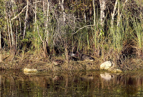 Deux Alligators dans les Everglades (Floride).