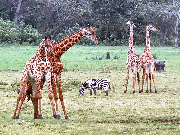 Tanzanie : Girafes.