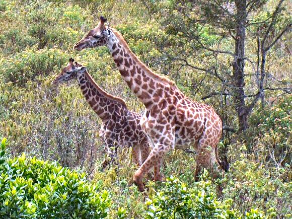 Girafes en Tanzanie.