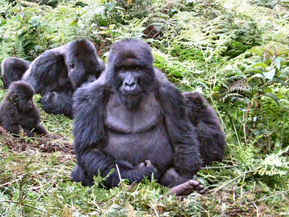 Gorilles du Rwanda.