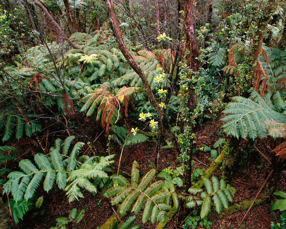 Hawaii : Végétation de la forêt de Hakalau.