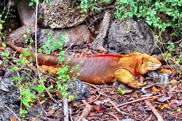 Iguane terrestre, aux Galapagos.
