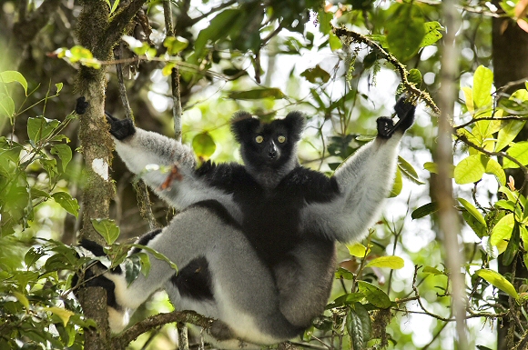 Indri indri.