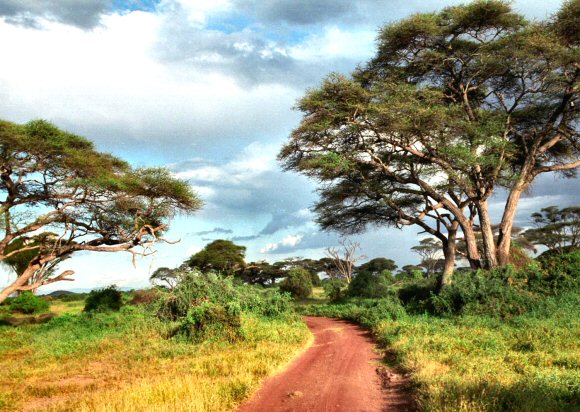 Kenya : parc de Masai Mara.