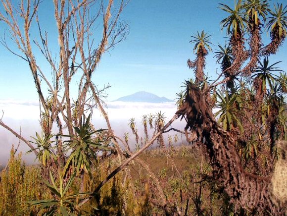 Tanzanie : vgtation dans le massif du Kilimanjaro.