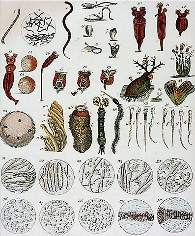 Animalcules observs par Leeuwenhoek.