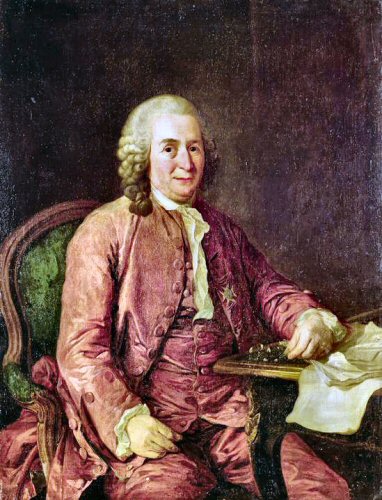 Portrait de Linné.