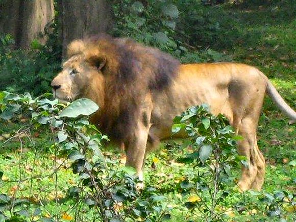 Lion de l'Ouganda.