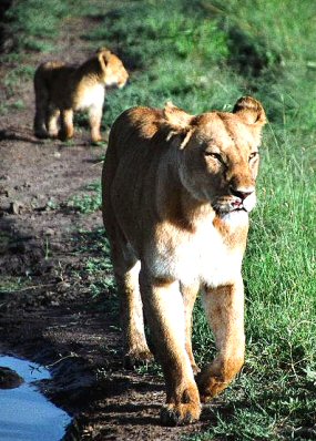 Kenya : lionnes.