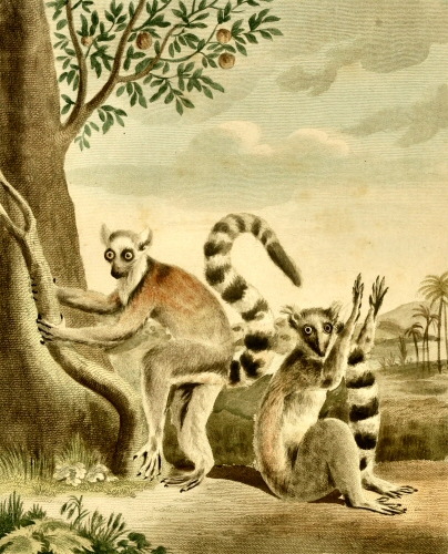 Makis (Lemur catta).
