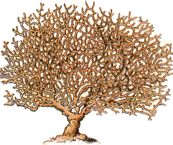 Corail : Melithaea Rubrum.