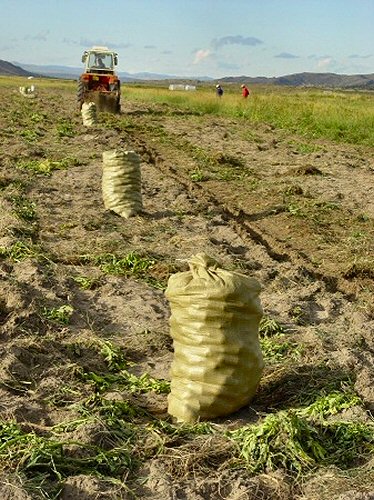 Mongolie : récolte de pommes de terre.