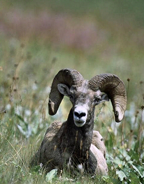 Mouflon canadien.
