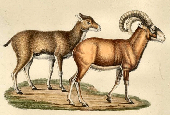 Mouflons de Corse (mâle et femelle).