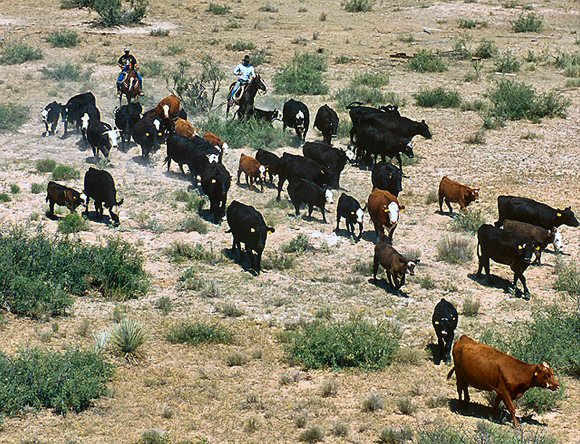 Nouveau-Mexique : rassemblement d'un troupeau.