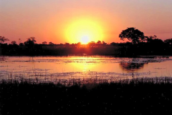 Botswana : paysage du delta de l'Okavango.