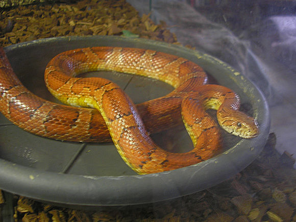 Pantherophis guttatus (Serpent des blés).