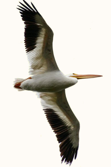 Un Plican blanc amricain (Pelecanus erythrorhynchos).