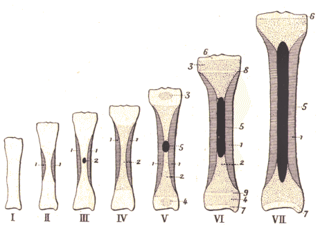 Développement d'un os long.