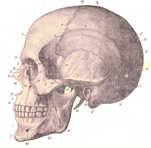 Squelette de la tête.