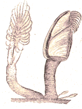 Crustacé : Anatife (Lepas anatifera).