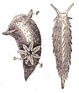 Gastéropodes : Doris et Eolis.