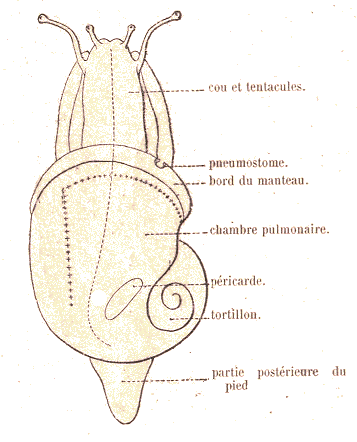 Gastéropode : escargot.