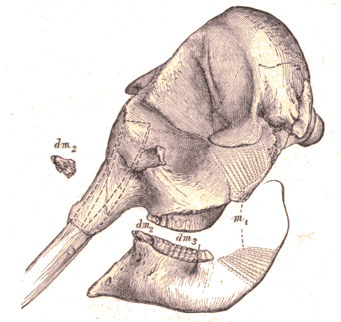 Crâne d'Eléphant.