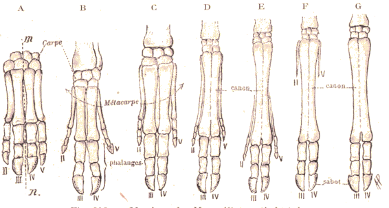 Membres des mammifres artiodactyles.